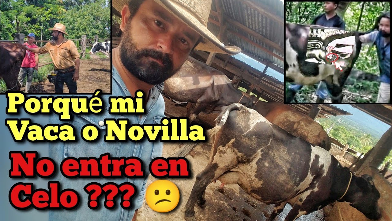 Porqué mi Vaca o Novilla no entra en Celo ???