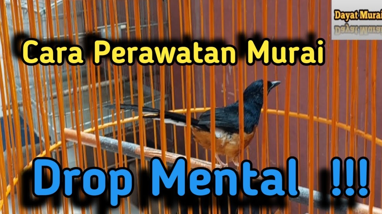 Cara perawatan murai drop mental !!!