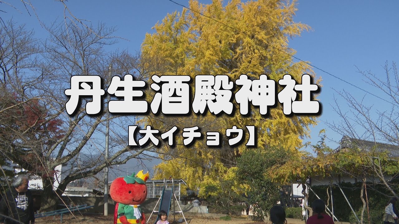 ［4K］SONY PXW-Z190 Camcorder Test【丹生酒殿神社／大イチョウ／かきおうじ】