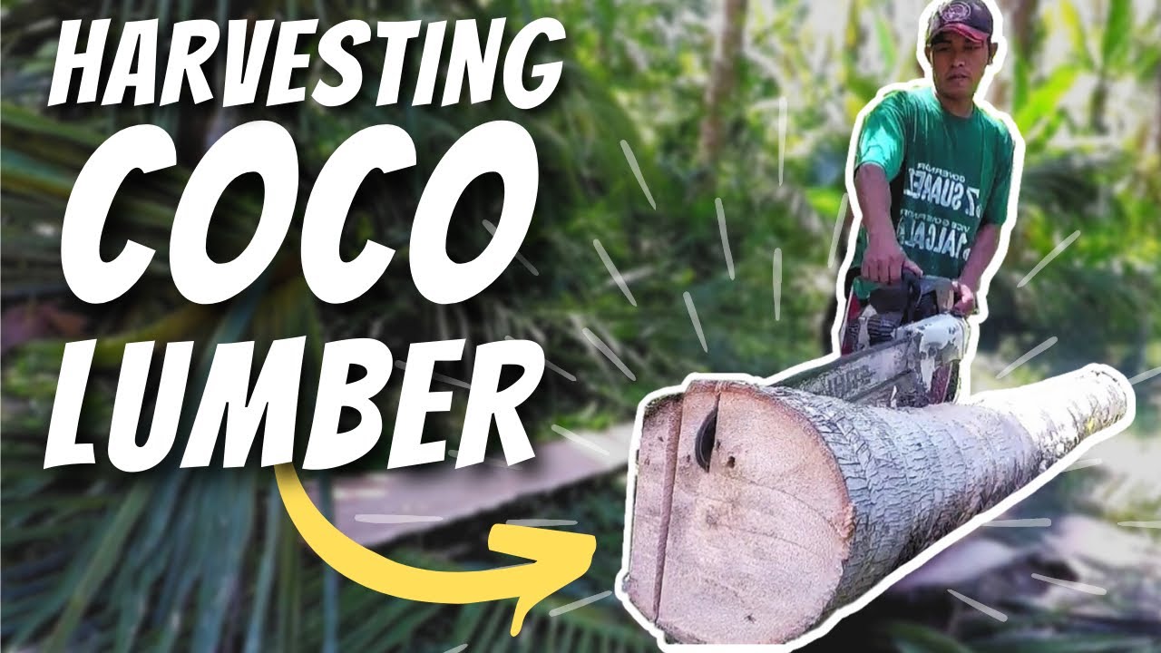 How To Make Coconut Timber | Cutting Coconut Lumber