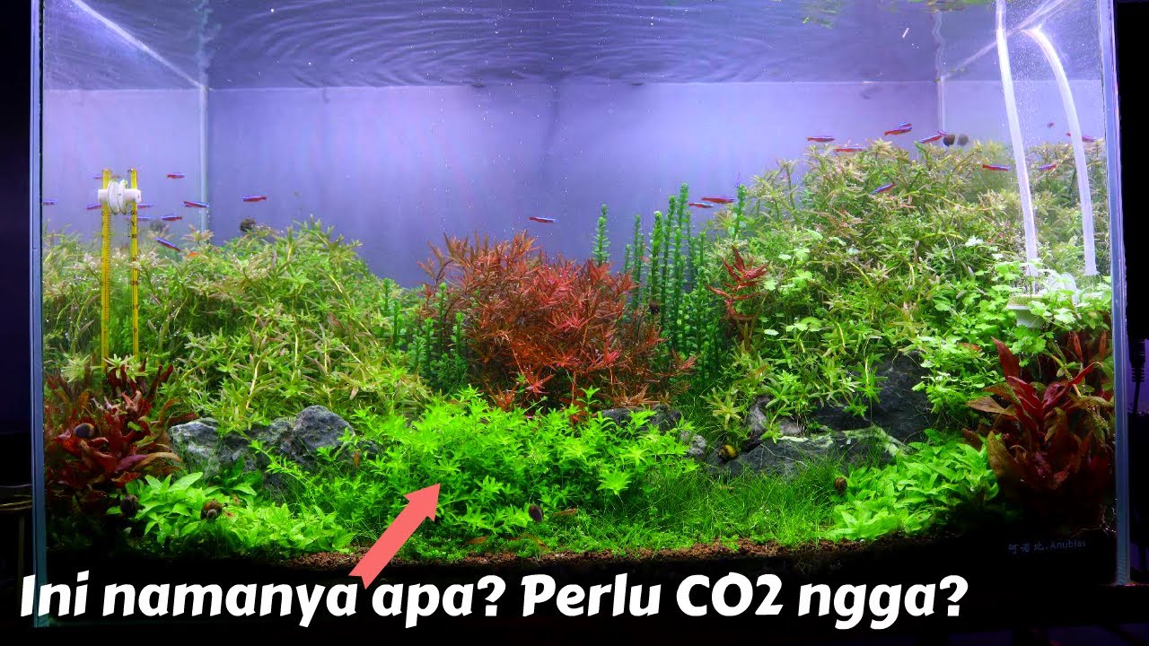 [LENGKAP] 10 Jenis dan Spesifikasi Tanaman di tank 60 cm ini, diulas...