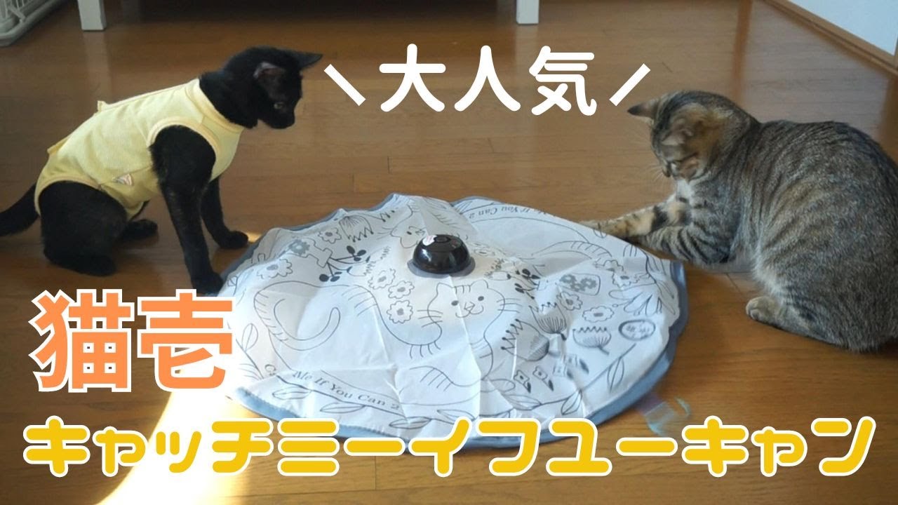 猫壱のキャッチミーイフユーキャン2を買ってみた！大人気＆大興奮で永遠に遊んでいます笑　#87