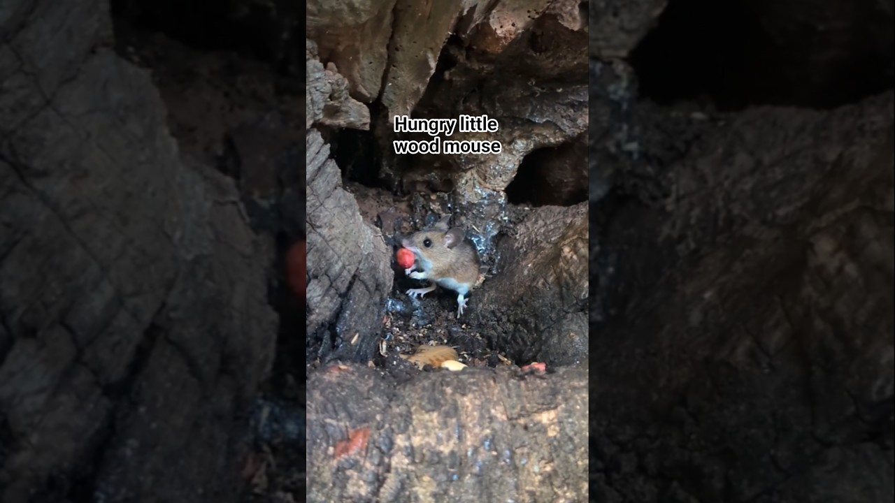 How cute is this hungry little wood mouse? 🥹 #mouse #mice #wildlife #nature #cute #cuteanimals #aww