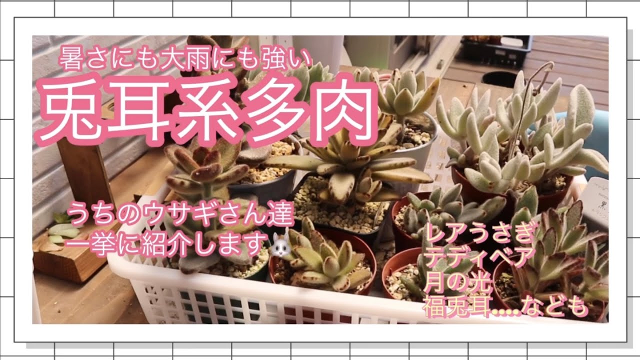 【多肉植物#37】猛暑も元気な兎耳系多肉たち🪴☀️🐰