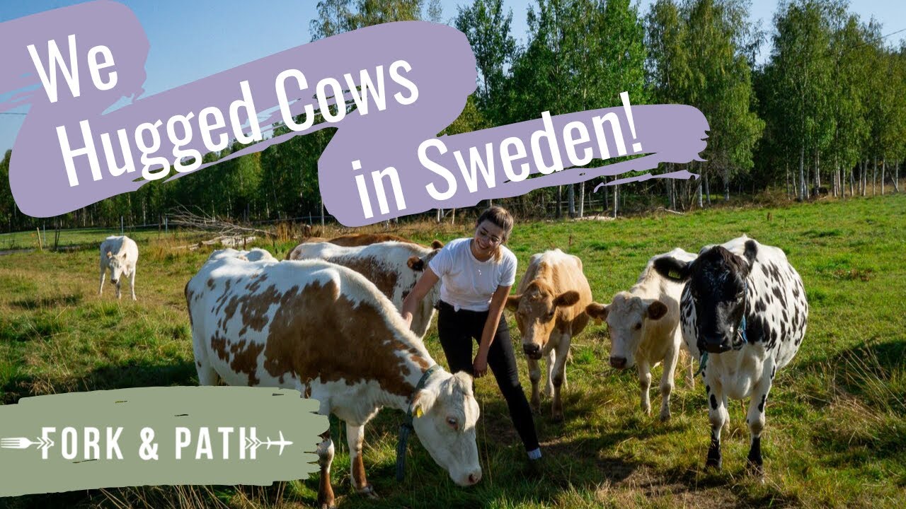 Cow Farm Tour | Hugging Fjällko Cows in Vuollerim