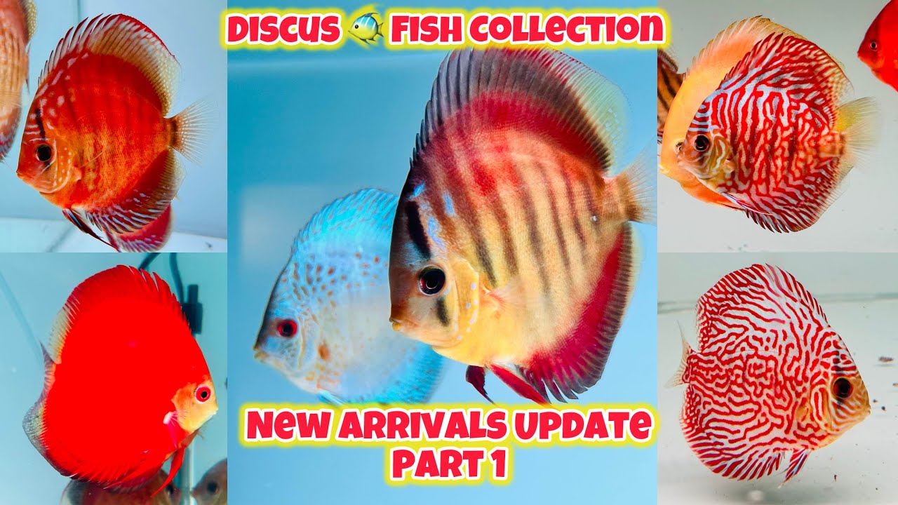 Часть 1 - Новые дискусы 🐠 ✨Коллекции