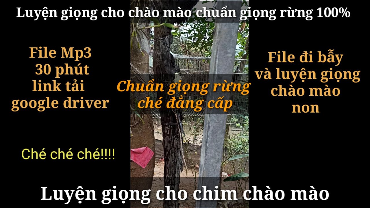 Luyện giọng cho chào mào non má trắng chuẩn giọng rừng