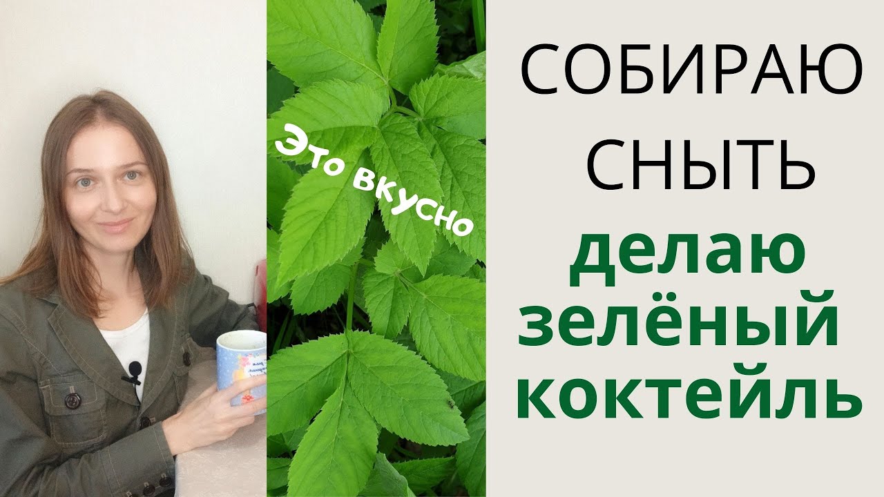 Сныть - вкусный и полезный дикорос (сорняк). Собираем и делаем зеленый коктейль из сныти.