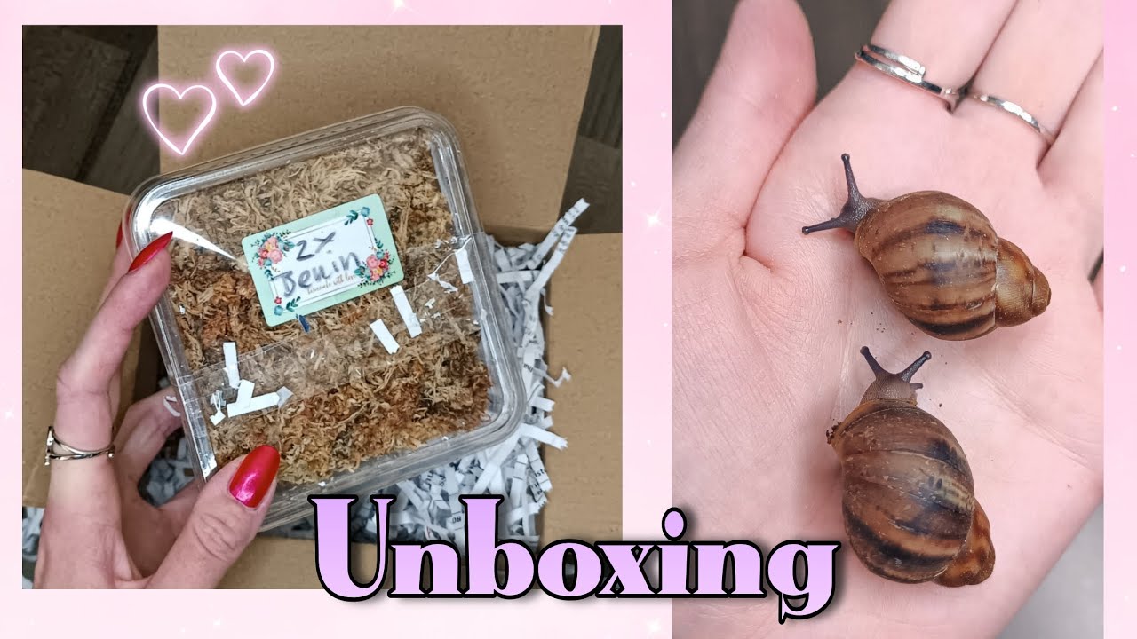 Archachatina Rhodostoma Benin Unboxing slimeside 