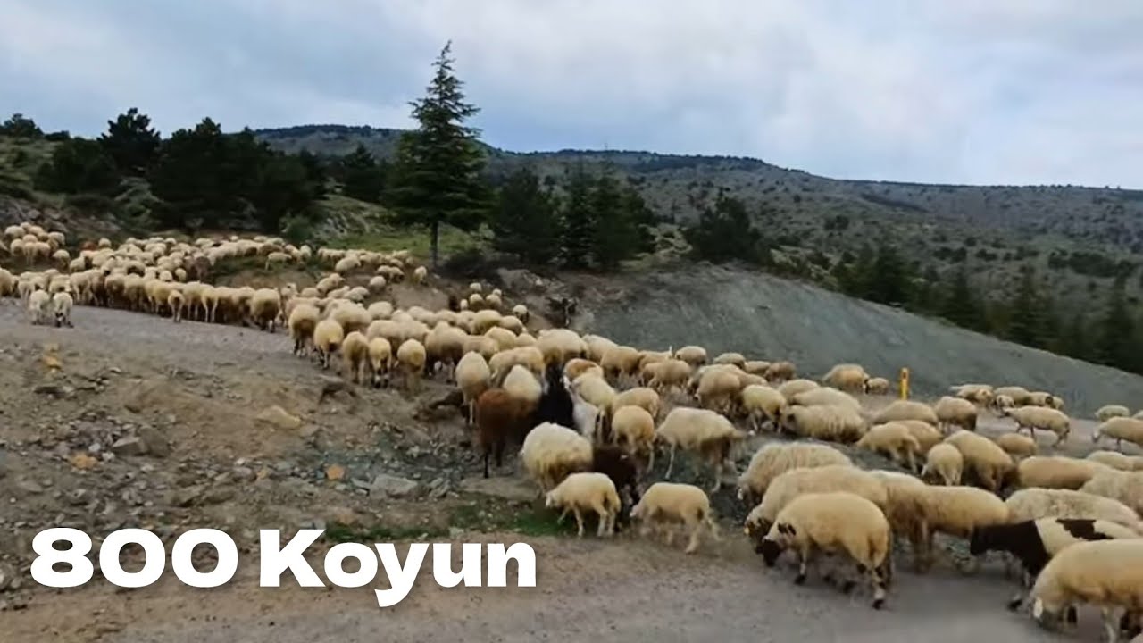 800 Tane koyun 2 Çoban / 50 Senedir Hayvancılık Yapıyor.. Bozdağın Çobanları #hayvancılık #koyun