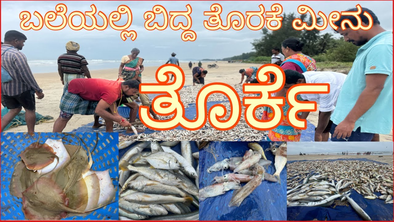 ಇವತ್ತು ಬಲೆಯಲ್ಲಿ ತೊರ್ಕೆ ಮೀನು ಬಿದ್ದಿದ್ದು 👀 #fishingvideo #fish #fishing #torkey #giants #lokeshbailur
