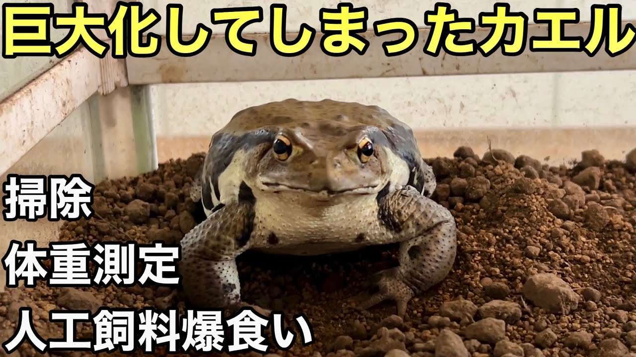 ヒキガエルの餌やりとケージの掃除と体重測定とか色々やるよー【両生類】爬虫類と両生類飼育者