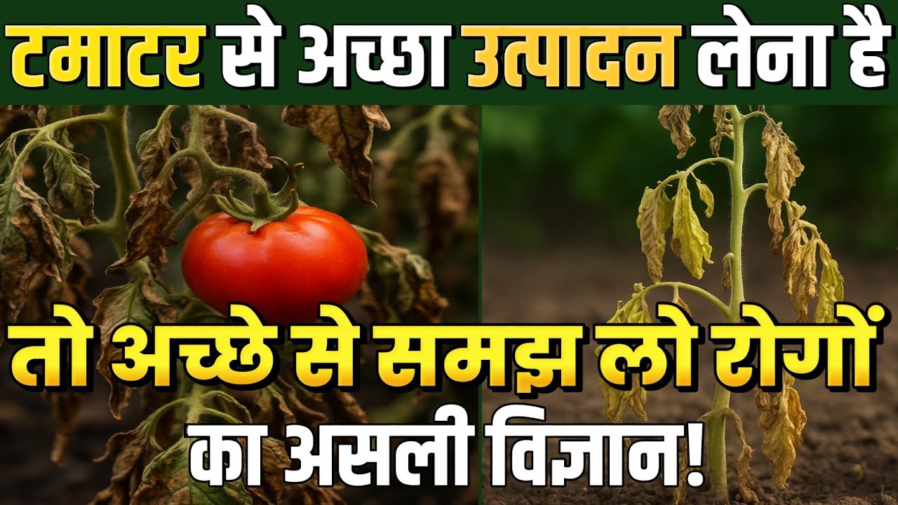 टमाटर में एक ही रोग बार बार क्यों वापिस आता है | Early blight | Late Blight 