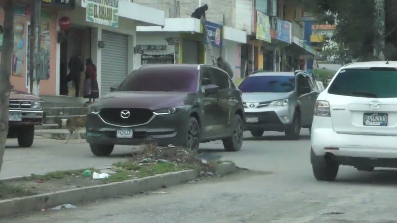 Aseguran incremento de perros callejeros en Quetzaltenango