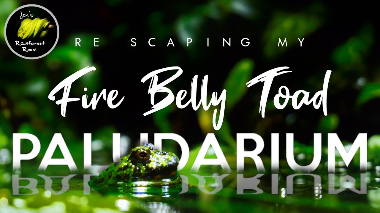Fire Belly Toad Paludarium Get's Re Scaped