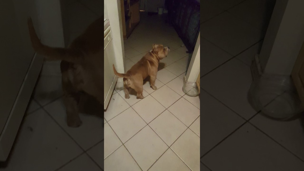 Bully can't find his own balls