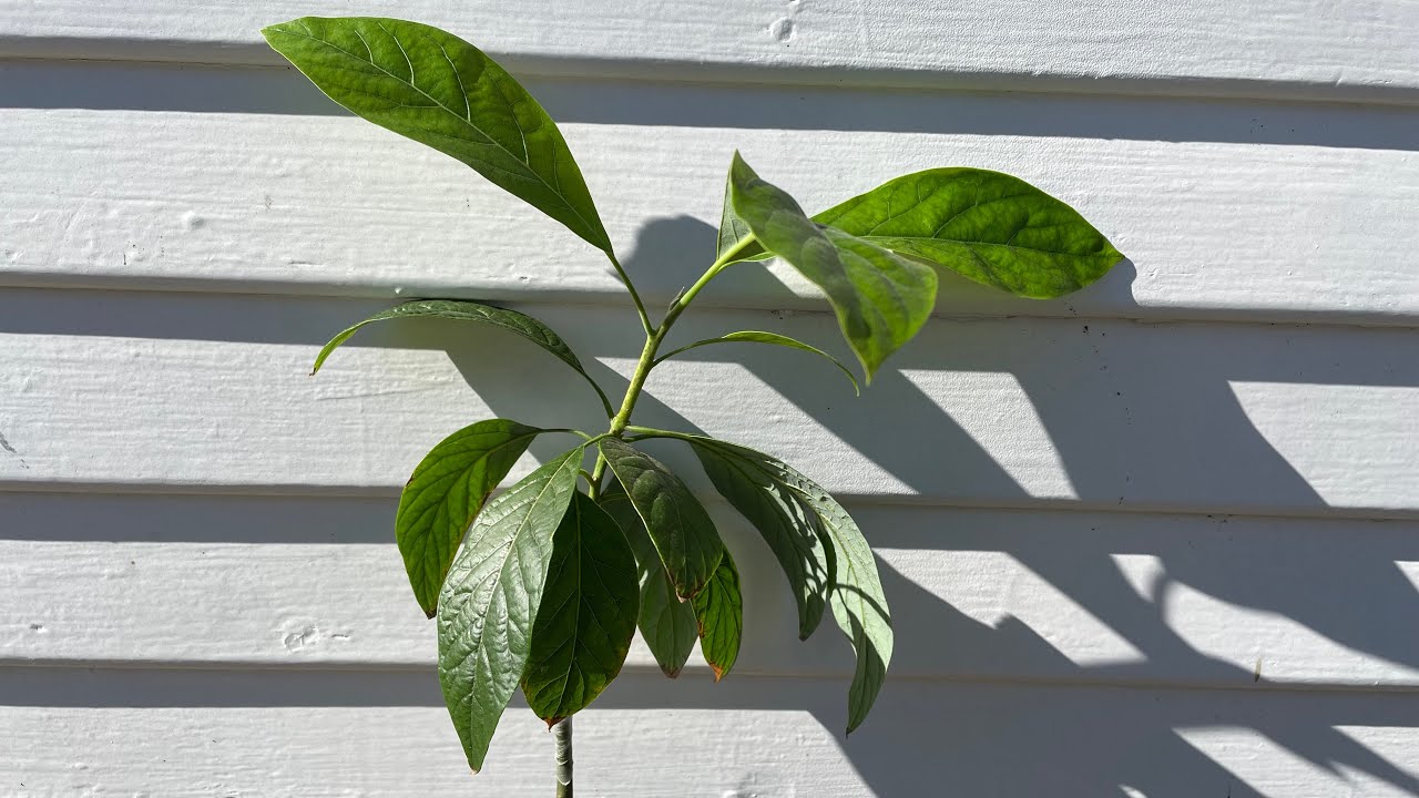 Sharwil Avocado Tree in Liner _ Health and Productive Avocado Tree Rootstock and scion combination.