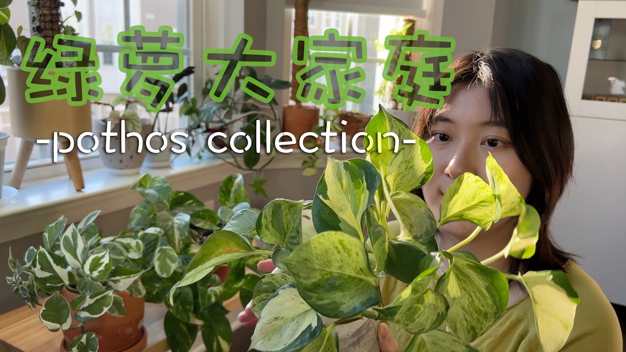 绿萝大家庭｜如何区别几种常见的锦化绿萝｜Variegated Pothos Collection & Comparison