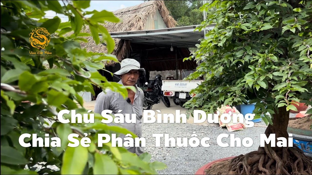 Chú Sáu Bình Dương chia sẻ phân thuốc và cách chăm sóc cây Mai Vàng - Mai Tứ Quý Ghép|Vùng Đất Rồng 