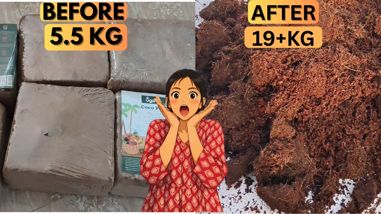 मिट्टी का ऑप्शन मिल गया! | कोकोपीट गार्डनिंग Mitti Ka Option Mil Gaya! | Cocopeat Gardening