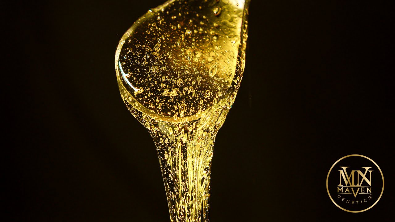 Maven Genetics | Gold Blends: How We Extract Cannabis Terpenes for Concentrates