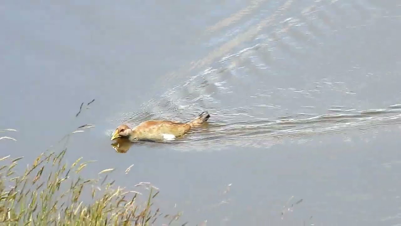 Tasmanian Native Hen Tries to Chase off Duck