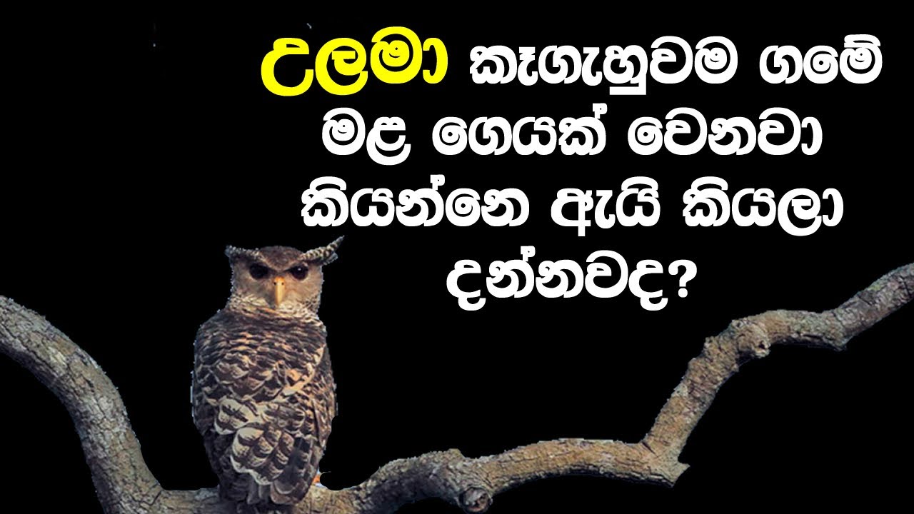 🦉 උලමෙක් ඇඩුවම මිනිස්සු මැරෙනවද? ඇත්තටම ඔව්. ඒක වෙන්නෙ මෙන්න මෙහෙමයි