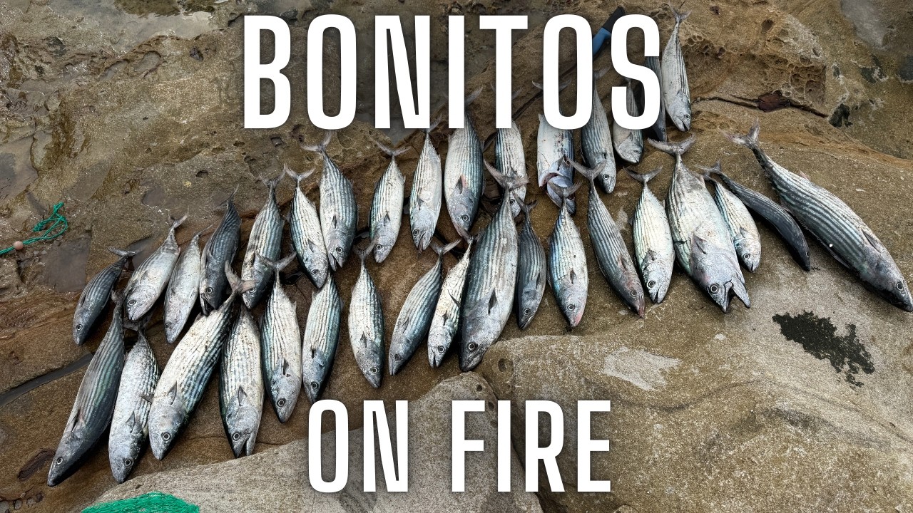 Bonitos On Coco Rig and Metal Jigs!