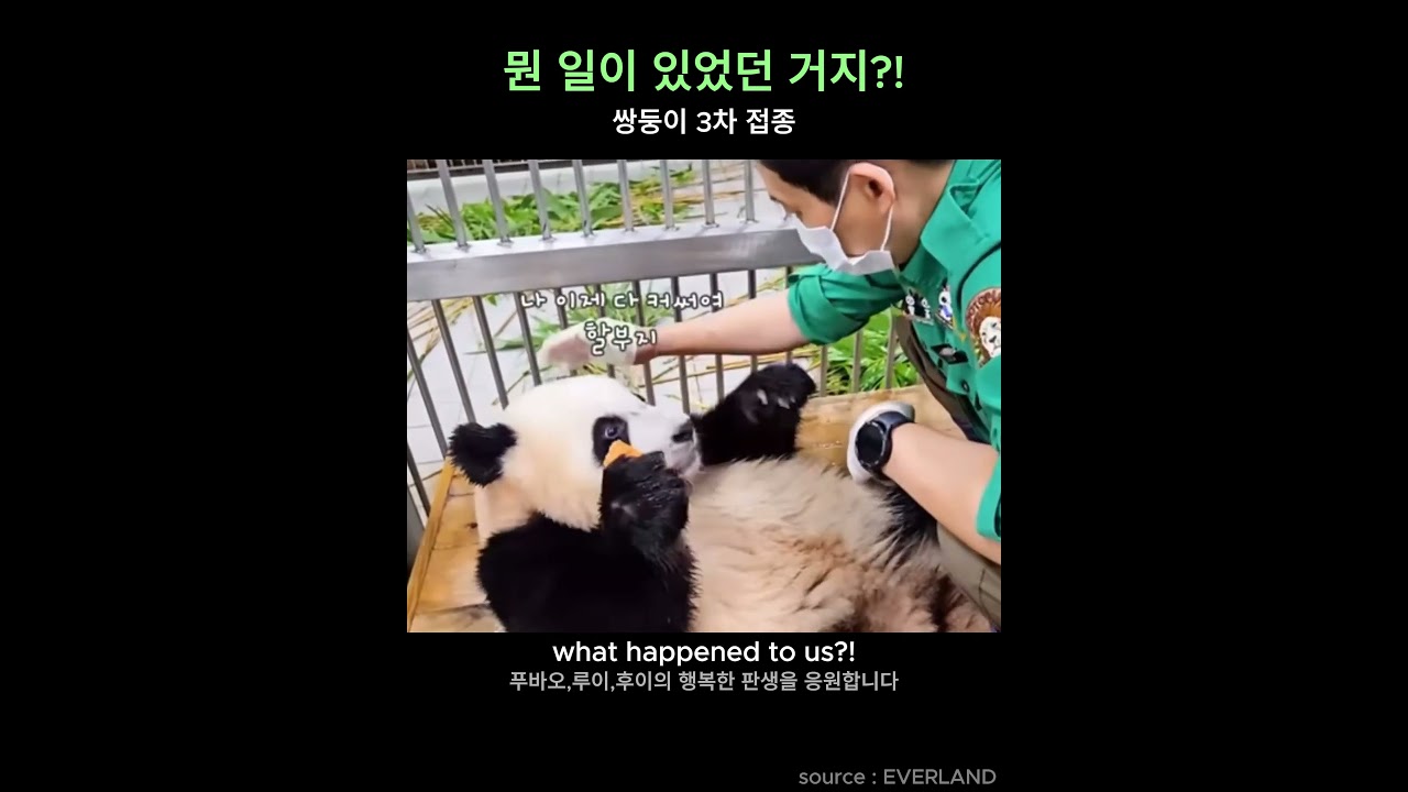 송바오의 스윗한 응원속 쌍둥이 3차접종 완료!!│twins' 3rd vaccination #twin  panda, Korea #판다 #루이후이 #ruihui