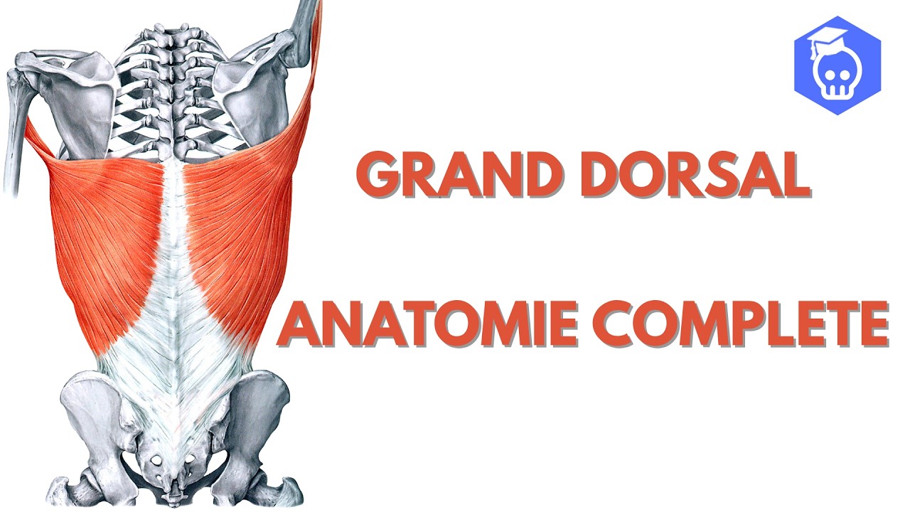 Anatomie du Muscle Grand Dorsal #anatomie