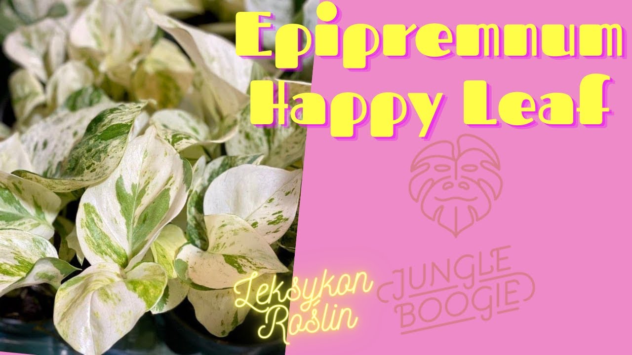 Epipremnum Happy Leaf - jak dbać i co trzeba wiedzieć - Leksykon roślin Jungle Boogie.