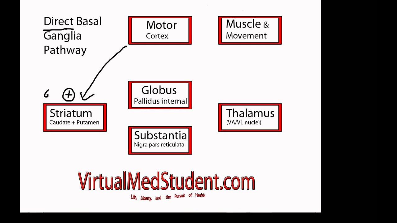 Basal Ganglia Direct Pathway