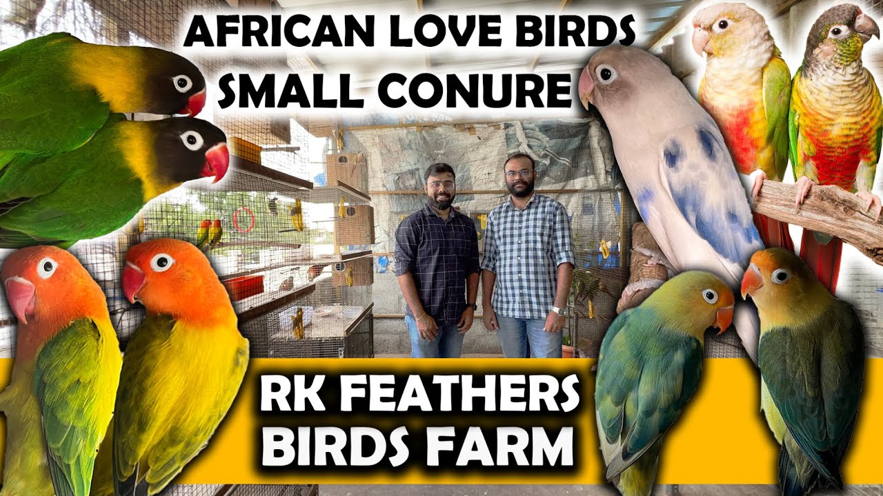 African Love Birds | Small Conure Birds Farm | Delivery all over Tamilnadu | RK Feathers Birds Farm