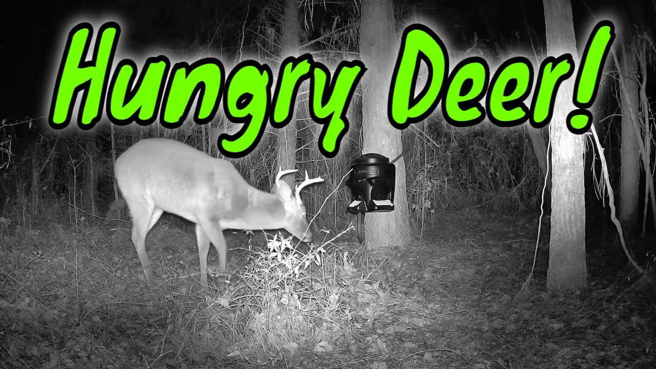 Trail Cam Tuesday