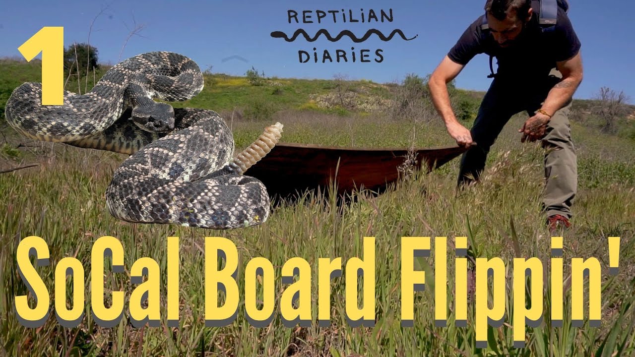 Reptilian Diaries is SoCal Board Flippin! California Kingsnakes!