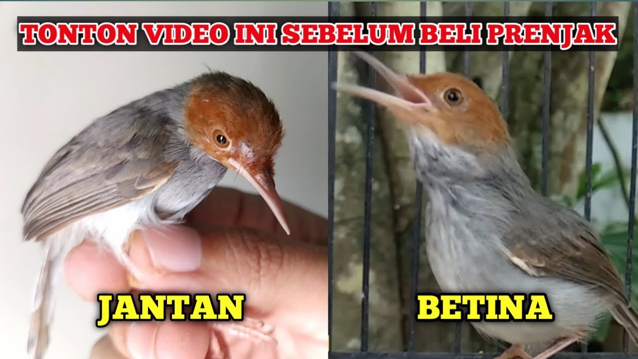 Begini Cara Mudah Membedakan Prenjak Jantan dan Betina ‼️Akurat 1000%