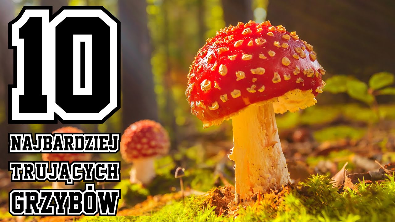10 Najbardziej trujących grzybów - z jakimi jadalnymi możesz je pomylić?