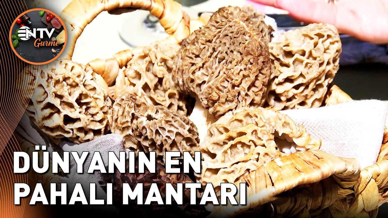 Morel Mantarı Neden Bu Kadar Değerli? - @Ayrıcalıklı Rotalar | NTV Gurme