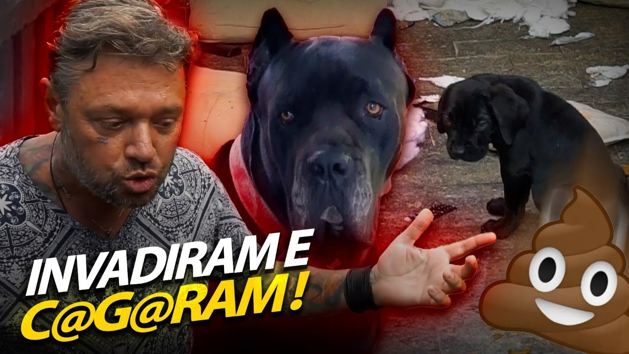 O TIRANO E OS FILHOTES INVADIRAM A CASA DOS BICHOS!