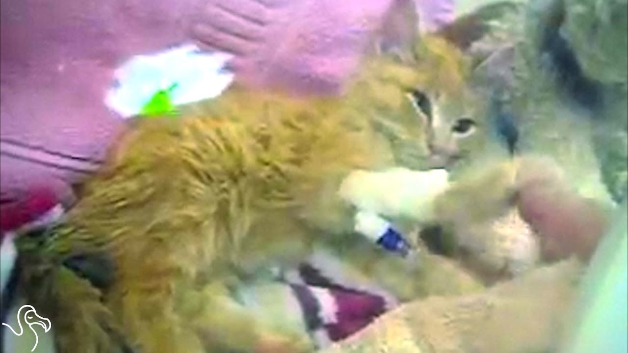 Kitten Found Frozen Solid Couldn't Even Close Her Eyes