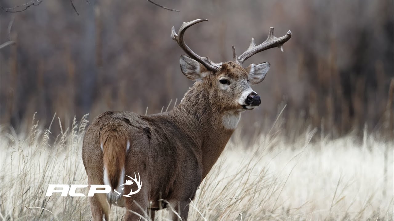 Leurre ''Interdigitale'' pour la chasse au chevreuil
