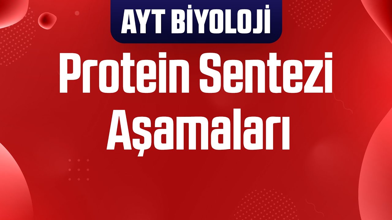 40) Tüm Detaylarıyla Protein Sentezi Aşamaları