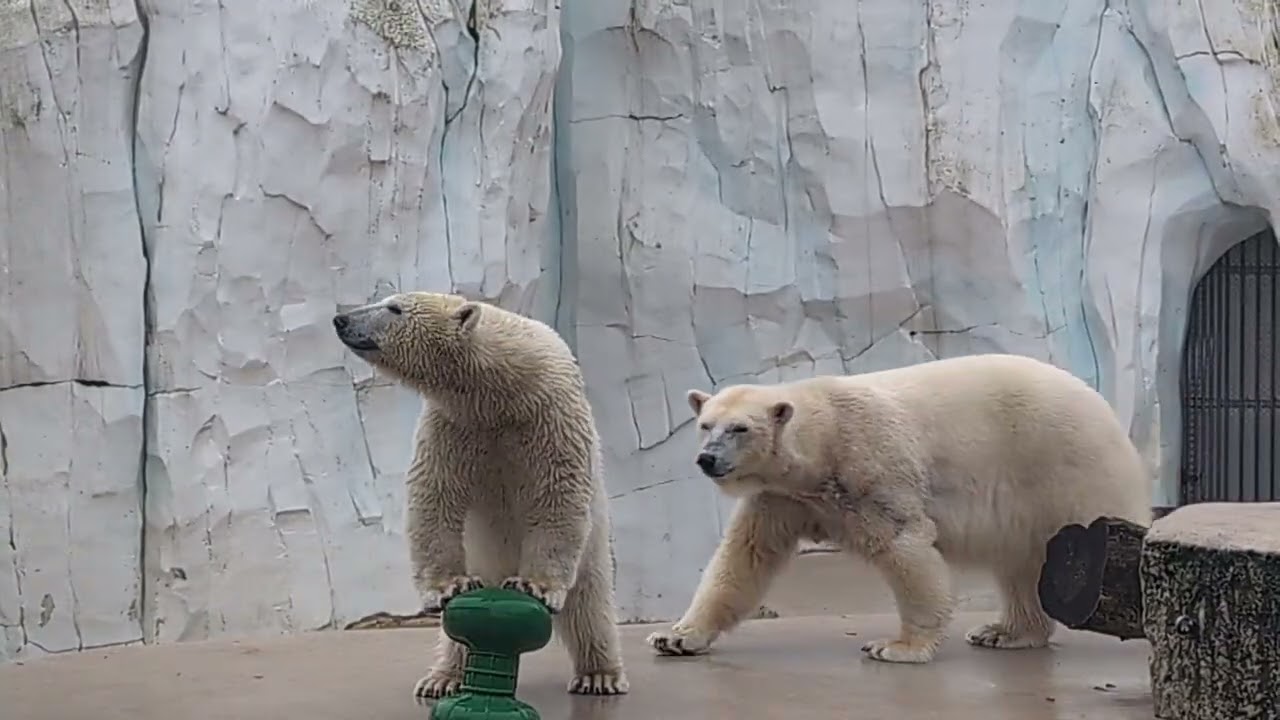 Mika 🐻‍❄️ gibt das Spielzeug 🏉 Mama nicht! 😄 Das wird verteidigt 