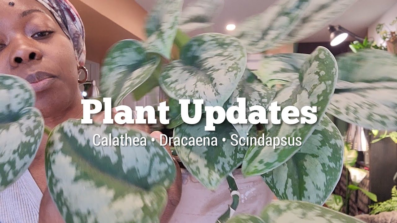Troubleshooting Common Plant Problems: Calathea, Dracaena and Scindapsus || Grow Light Updates
