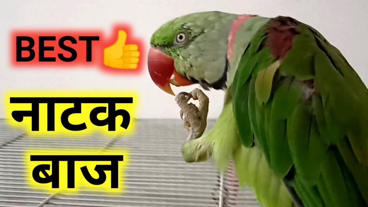 Best नाटकबाज Parrot 😂