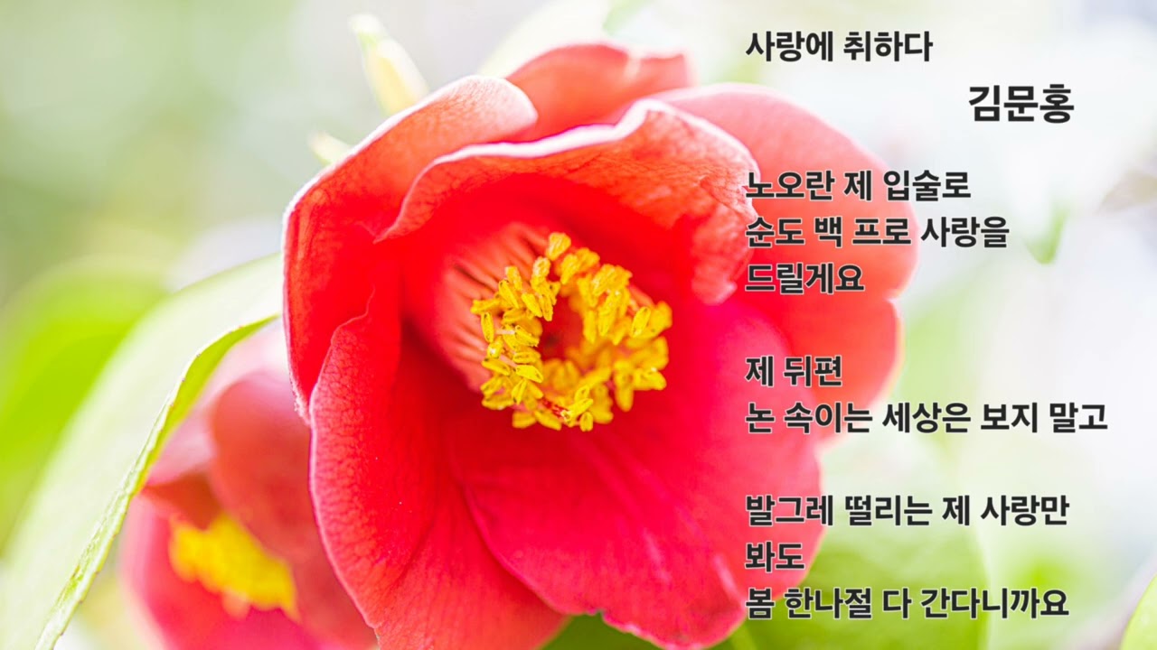 동백꽃이 피던날