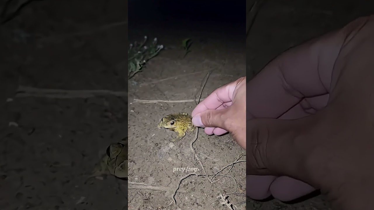 Catch big frogs funny | Try don't laugh | wepwep catching frogs make you laugh #shortsviral