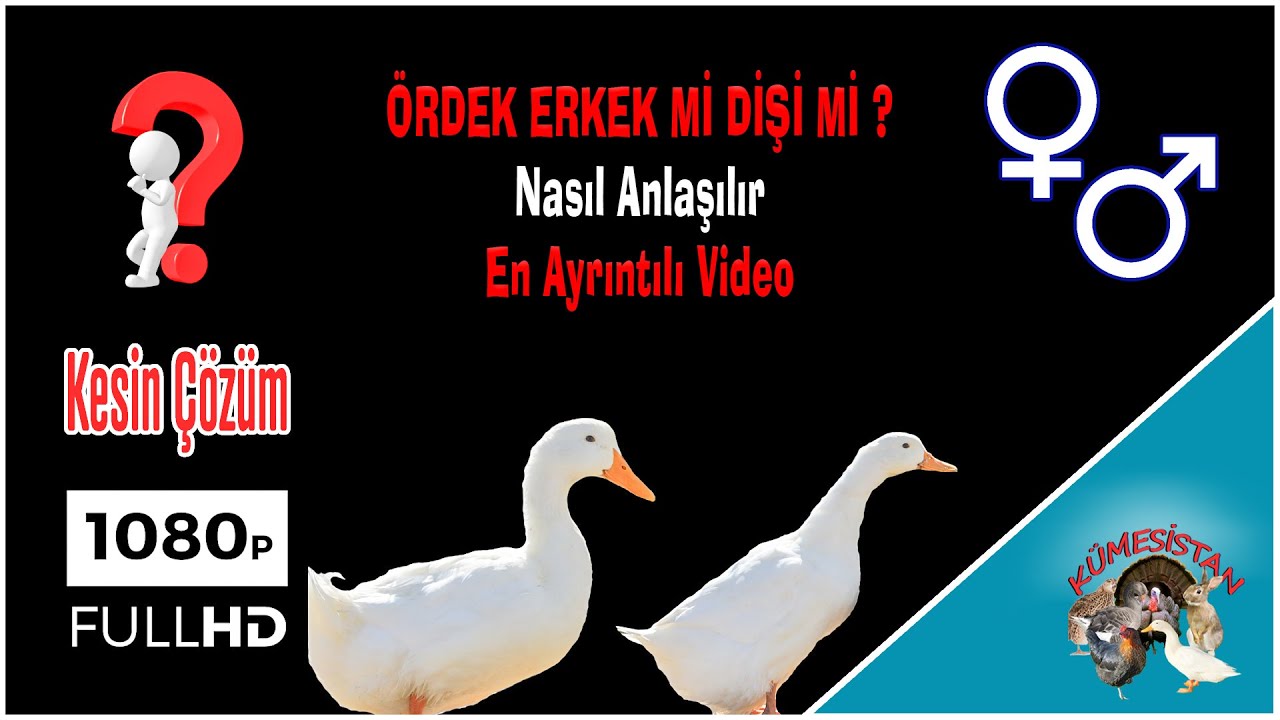 Ördeklerin Cinsiyeti Nasıl Anlaşılır - Ördek Erkek Dişi Ayrımı - Ördek Yetiştiriciliği