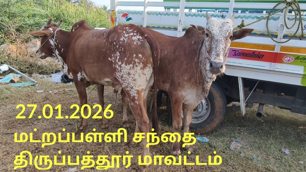 27.01.2025 மட்றப்பள்ளி மாட்டுச்சந்தை