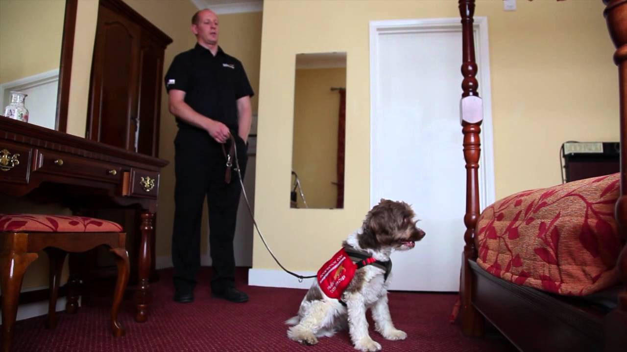 Bedbug detection service